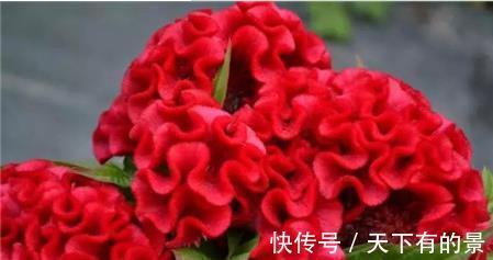 家养|鸡冠花有毒吗能在室内养吗,想不到家养鸡冠花还有这么多好处