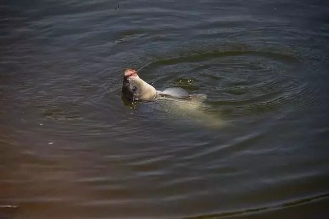 钓友们|找到8个公认的“鱼窝”,可以从早钓到晚,野钓渔获满满不是梦