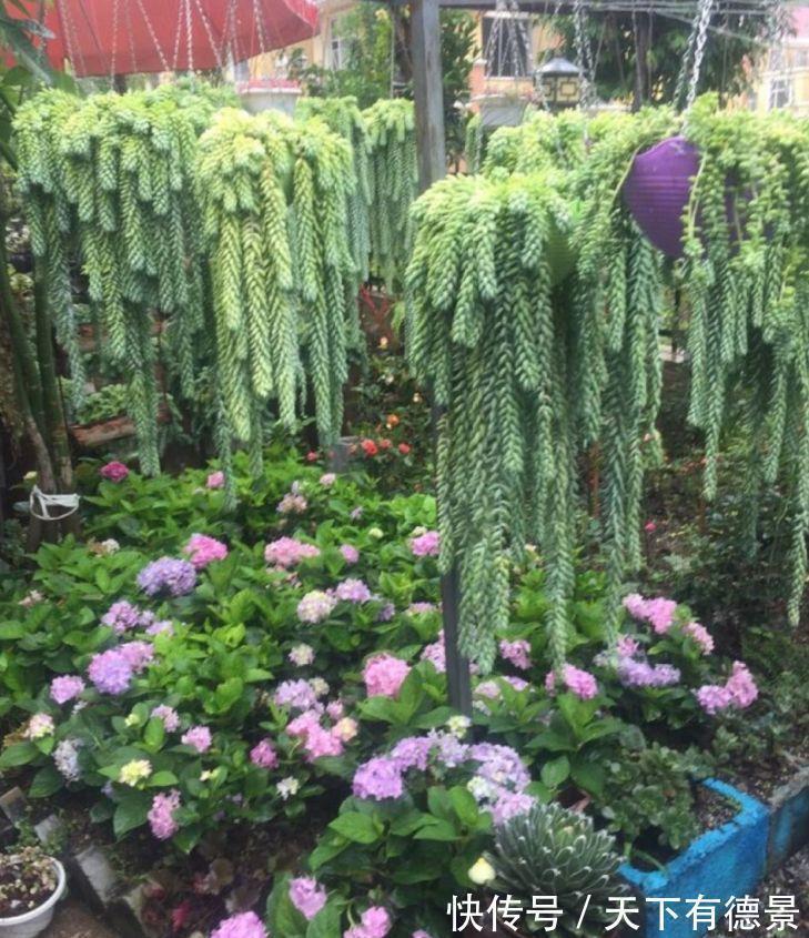 多肉狠心剃个头,呼呼长满小肉芽,20天就爆盆