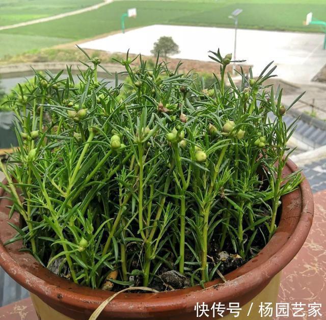 太阳花|天凉后，建议扦插4种花，“生根”后稍加养护就开花