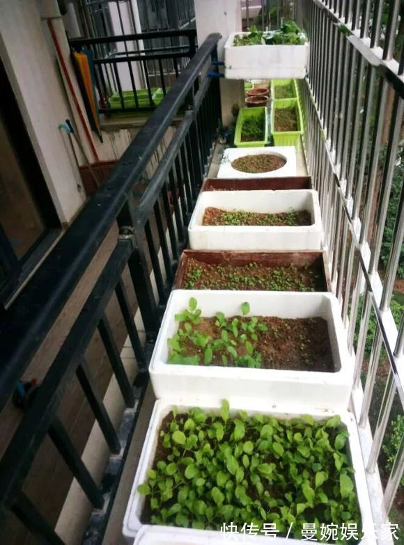 菜根|4种“小菜根”,吃完不要扔,埋在花盆里,半个月又长出新蔬菜