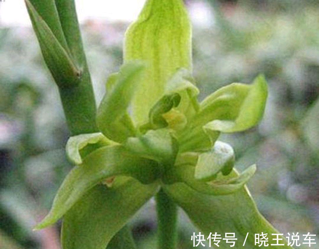 墨兰花色只有紫黑色吗，错，带你了解多彩的墨兰