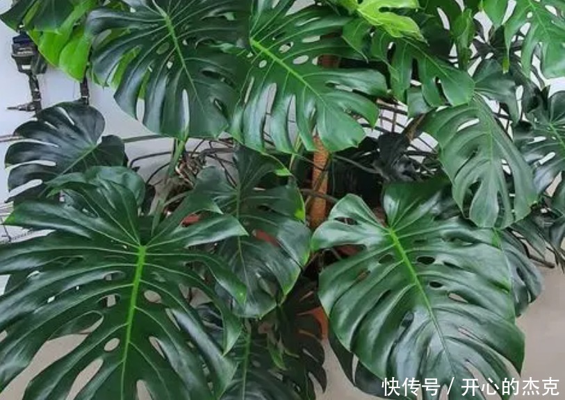 盆栽|室内盆栽植物,选花卉不如养绿植,这4款堪称一绝