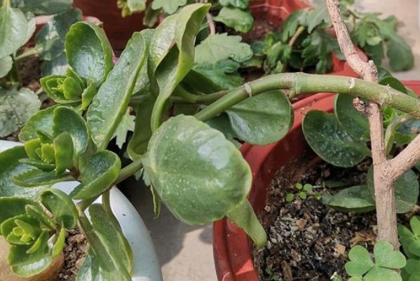 长寿花不开花就打顶，你可能正在犯一个低级错误，切记这句话