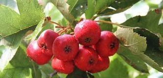 排毒抗衰|会吃的人最健康,建议吃3种食物,排毒抗衰,美容养颜,值得一试