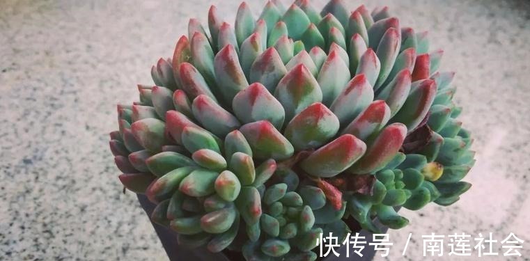 哪些因素会影响到多肉蓝苹果出状态?此3点,不容忽视!