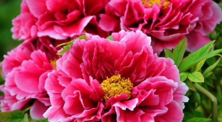  光照|有钱人都养4种花，招财纳福，顺风顺水，养在阳台邻居都羡慕