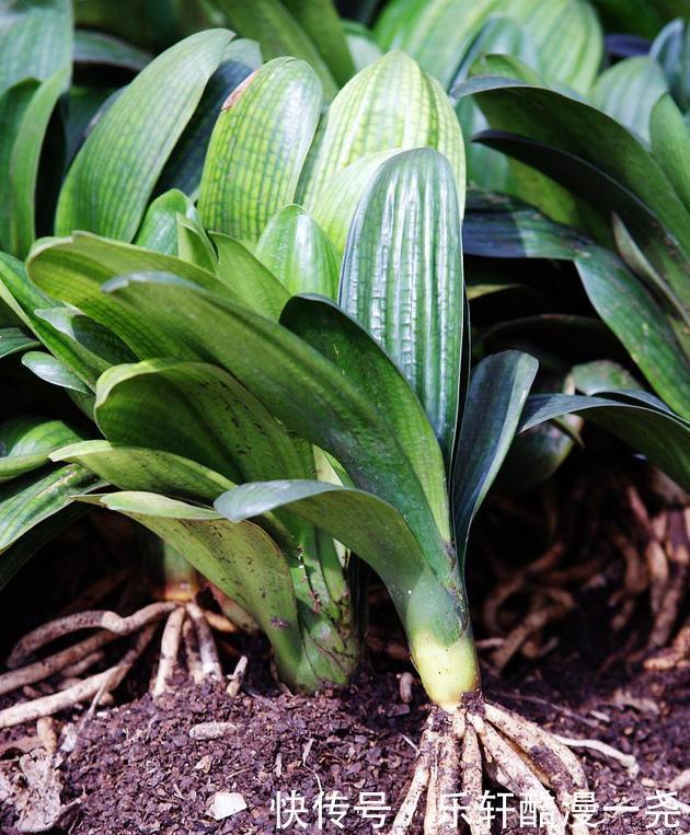 健壮|君子兰入夏要“静养”,扔一边,少管它,反而更健壮