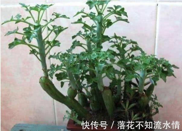 大姐上山溜达,无意捡到几根”黄瓜“,种院子几个月后,惊喜来了