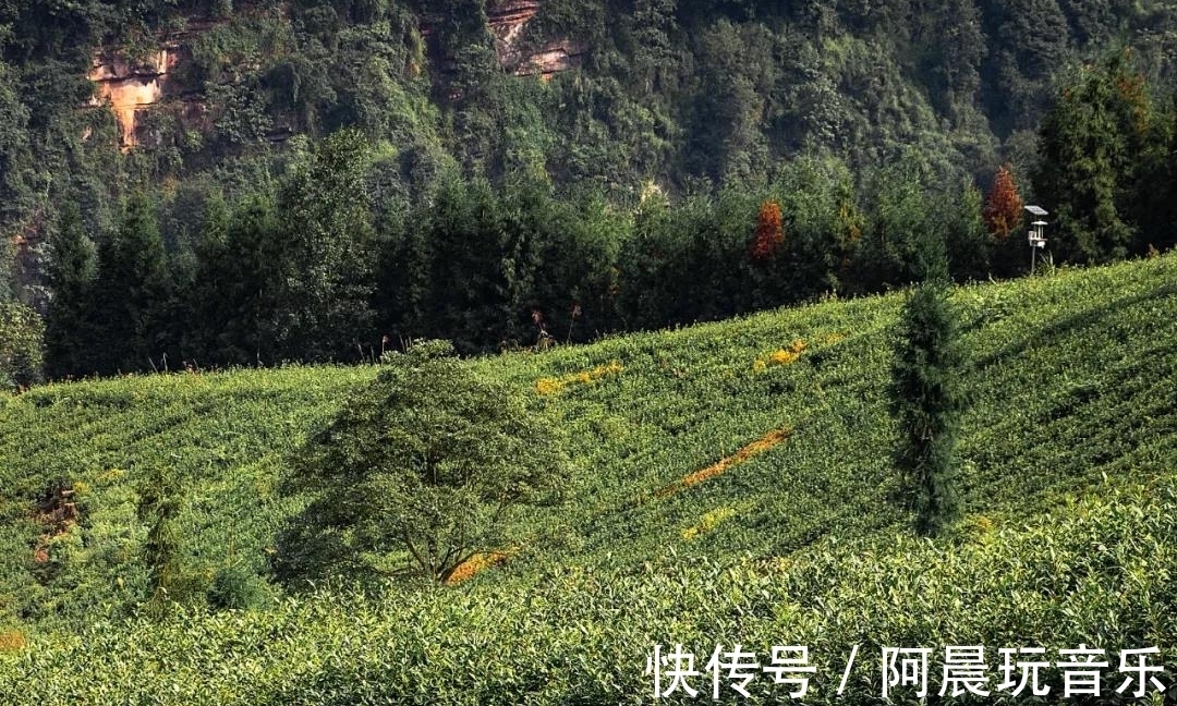 福来村|四川的“天空之城”秘境，270°观竹林和云海，至今鲜有人知