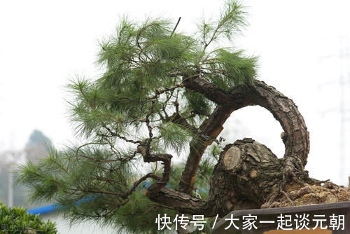 松柏类|松柏盆景是盆景界的长寿树,教你日常养护的要求和技巧,长势旺盛