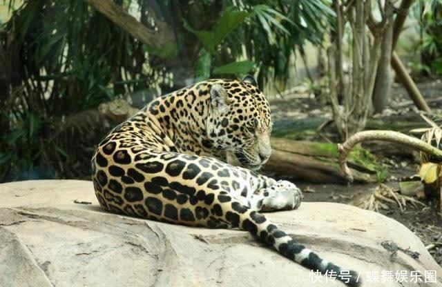 哺乳动物 研究称国家边境墙和围栏或使近700种哺乳动物难以适应气候变化