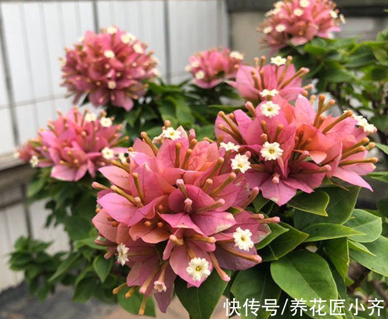 入冬后养三角梅,记住“3喜3怕”,来年必然开花爆盆