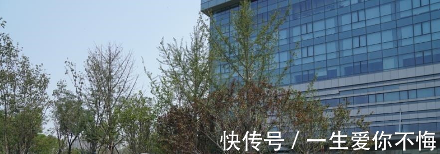阿里|“电商黑马”出现，成绩超越京东、淘宝，阿里的反击也并未奏效