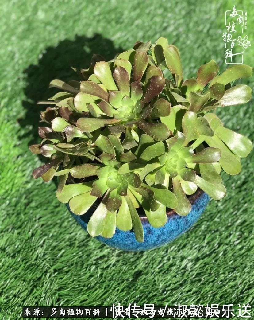 百科|多肉千万种,我独爱法师!爱它的霸气,更爱它的华丽蜕变!