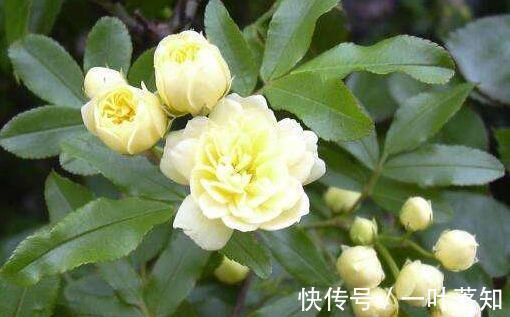 4种花一养就上瘾,种植简单花期超长,开出一片花海