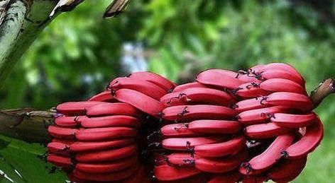 可溶性膳食纤维|女性要排毒，离不开3种食物，滋阴降火，美白肌肤，延缓衰老