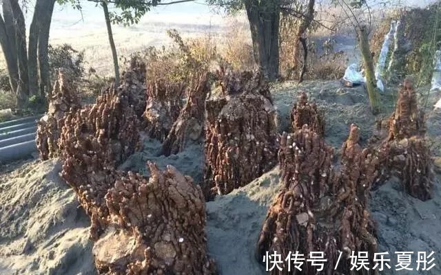 埋在沙堆里的盆景,起步价3千一棵,很多人见都没见过,别说养了