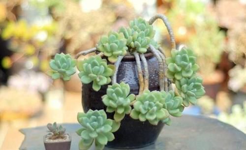 叶子|多肉出现徒长了?揪掉叶子,能变成老桩吗?这个想法“大错”