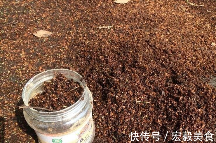 天竺葵|3种懒人扦插法,插啥都活,大白根蹭蹭冒!