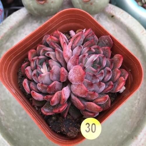 佳人|买多肉别只听名字,这6种多肉一个品种好几个名,擦亮眼睛别上当