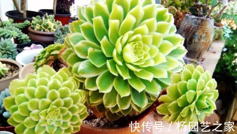 花友|这3类多肉盆栽价钱合适也不值得入手,养不久、养不活