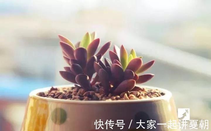 木炭|盆栽底下垫上这4种,告别“植物杀手”称号!