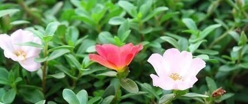 便秘|肠道“推粪机”公布了，并不是香蕉，便秘时吃点，排出宿便更健康