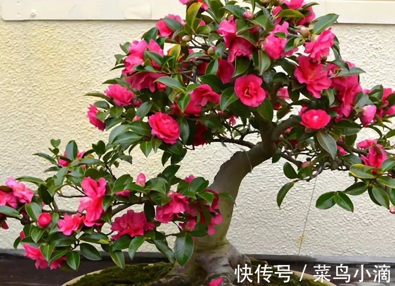 11月养茶花,坚持“2多1少”,外面飘雪,室内赏花,真香!