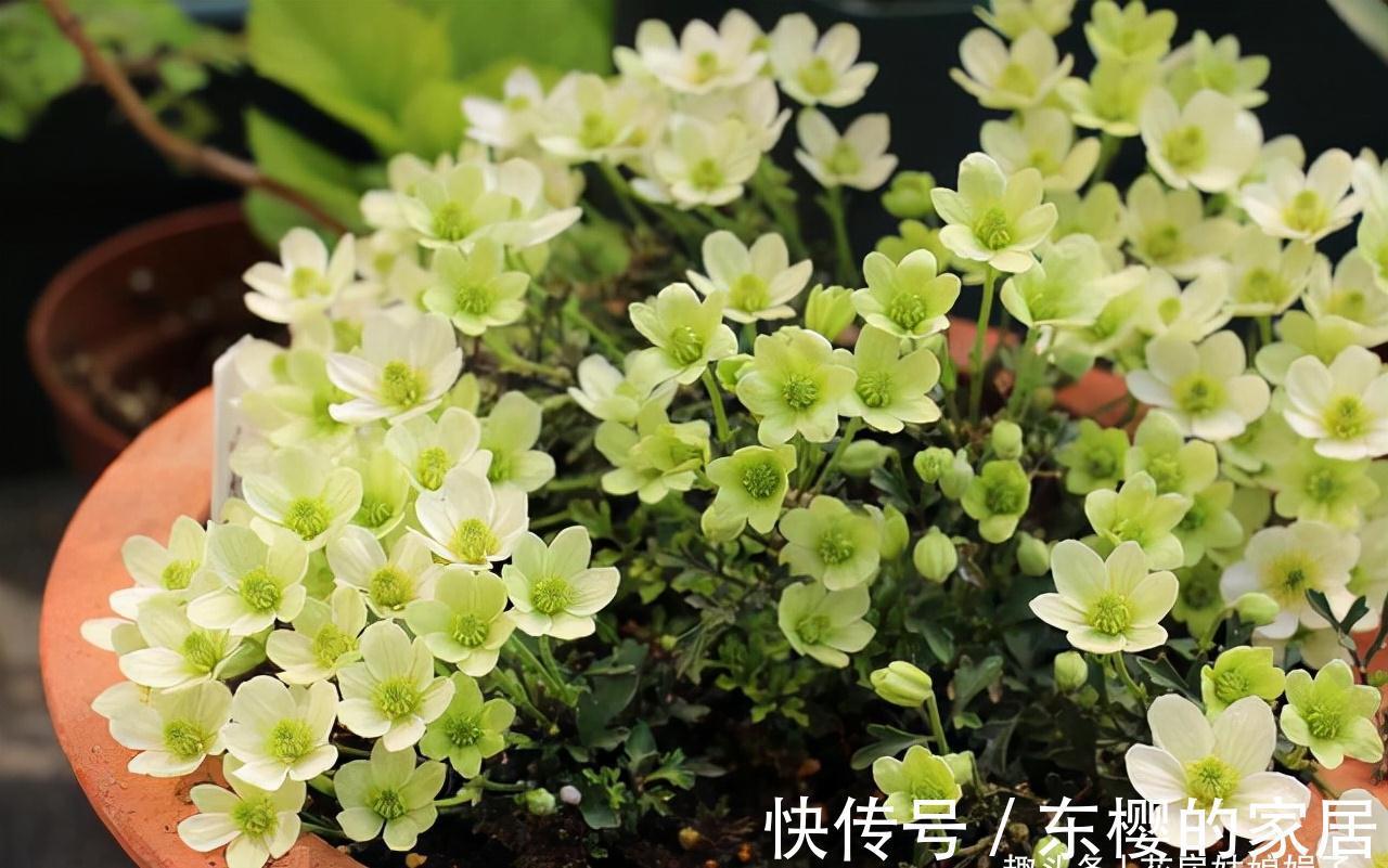 这4种花,适合在秋季进行扦插繁殖,快行动起来吧!