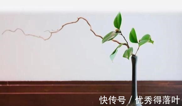 生产|你知道什么是抹茶吗抹茶究竟是如何生产出来的今天可算知道了!