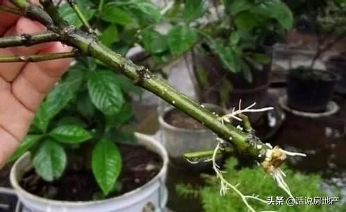 这种过期药片扔花盆里,不管多蔫的花一个劲疯长,不黄叶不烂根