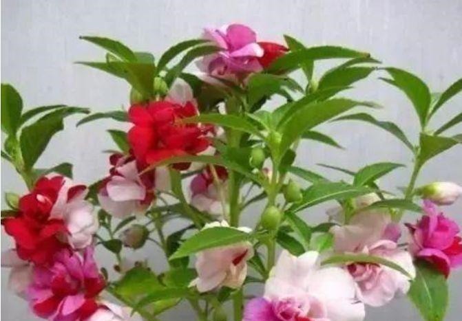 养花就养4种花,家里养一盆,花色鲜艳,适合种在庭院观赏