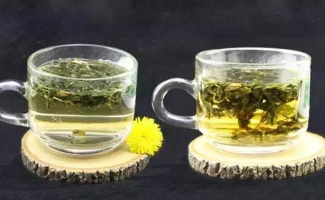 叶子|泡蒲公英喝,要选叶子还是根很多人都弄错了!难怪养生效果差