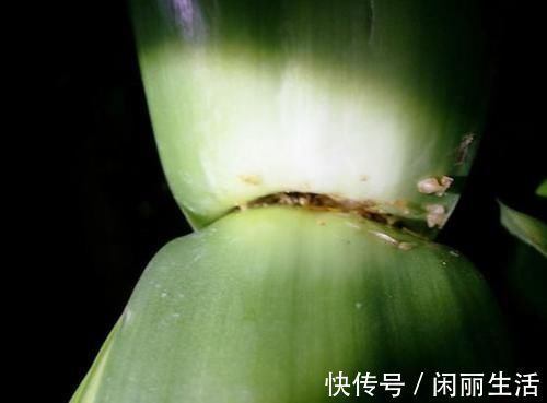 君子兰风信子夹箭不开花，简单1招，把花拽出来！