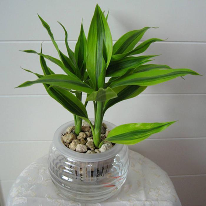 此4种药片过期也别扔，兑一兑水浇在黄叶烂根上，花越开越多