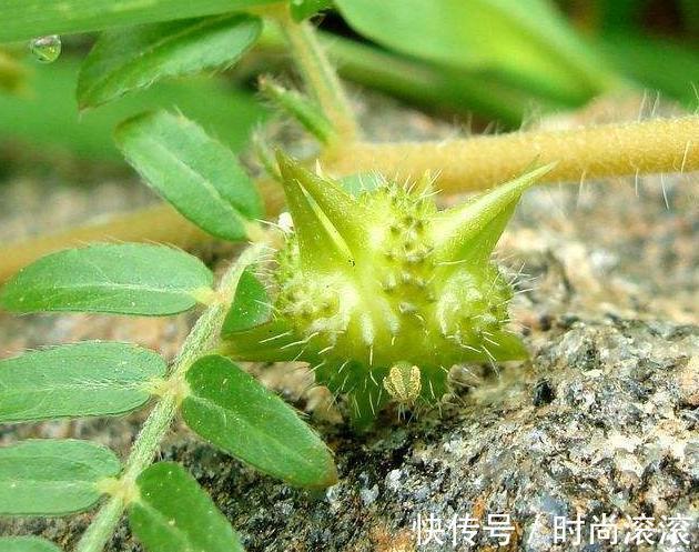 蒺藜|农村一种常见植物，拦路挡道惹人嫌，但价值珍贵