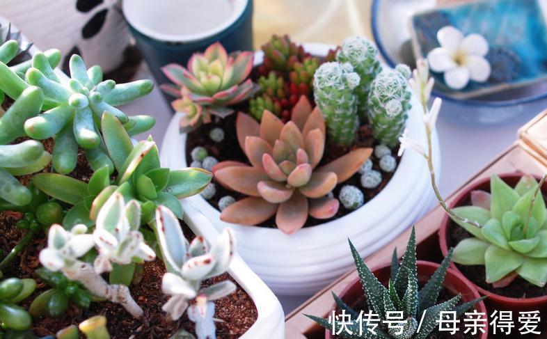 新手种植多肉这样配土,不但不会烂根掉叶,还能服盆好爆盆快