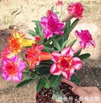 沙漠玫瑰|时间少就养“2种花”,开花很漂亮,30天不浇水也“死不了”!