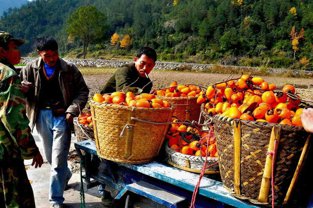 八月瓜|农村野果大全,儿时常吃的味道,吃过15种以上没多少人!