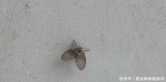 下水道口经常异味飘出,原来倒一碗水就能解决,能早些知道就好了!