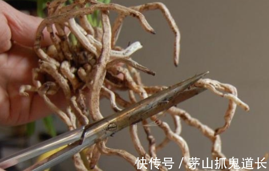 花友|花卉换盆，让很多人忽视的“3个小细节”，处理不好，后期出问题