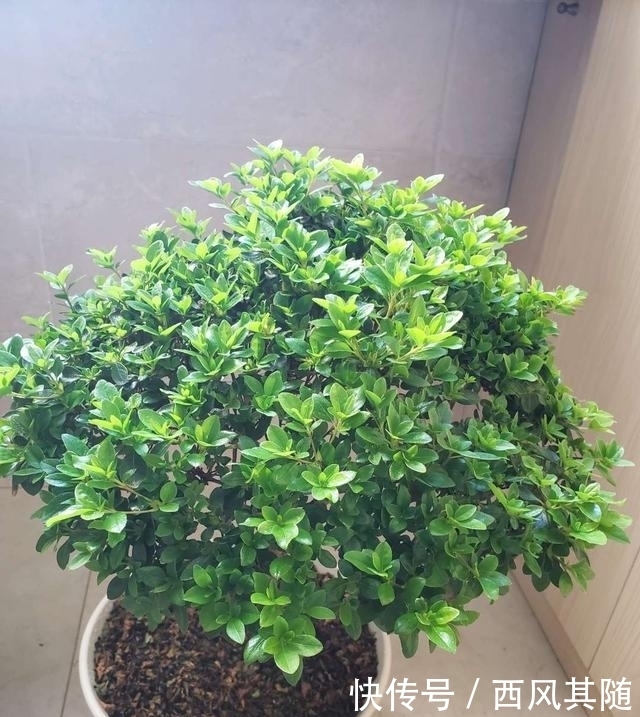 这三种花很“娇气”,冬天要慎养,一不小心只剩盆
