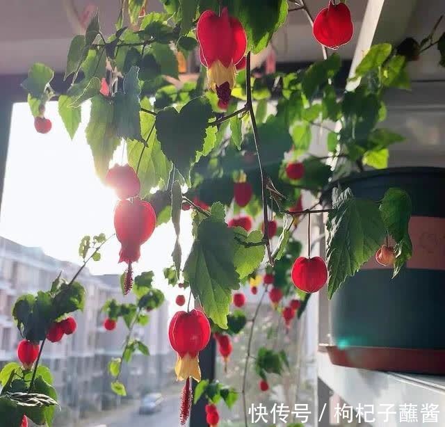 春天养蔓性风铃花,做好这几件事,枝头挂满“红灯笼”,漂亮极了