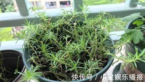 3种花,扦插最好活,枝条沾土就生根,不出俩月长满盆
