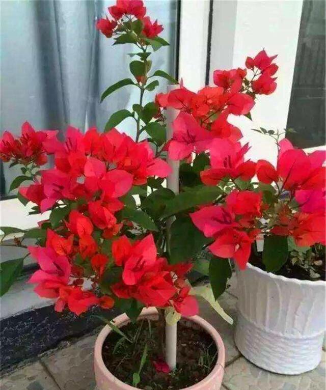 养盆栽三角梅，这“1点”不能少，才能花满枝，连续不断的开花