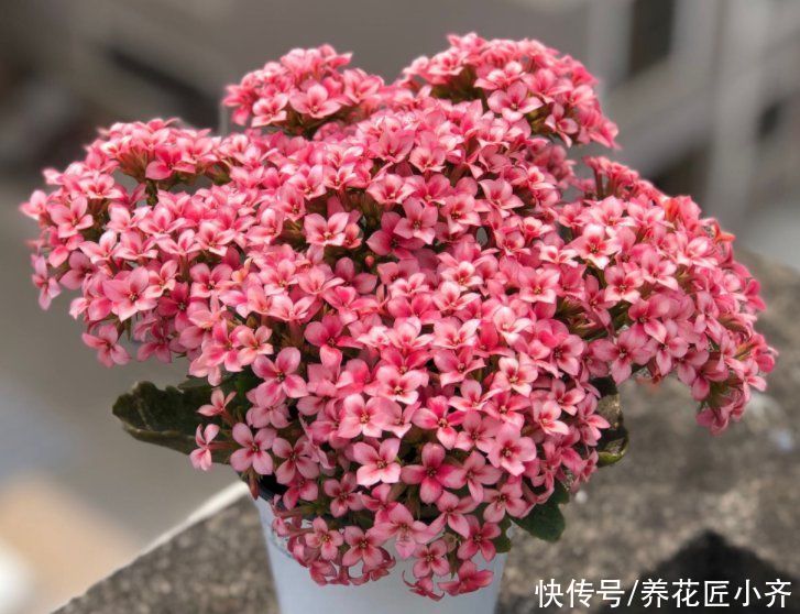 施肥|养长寿花有“5大忌”，新手养不好，关键就在这里