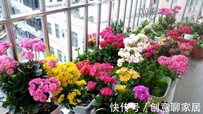 生根|9月“扦插”这些花，成活率高，长得快