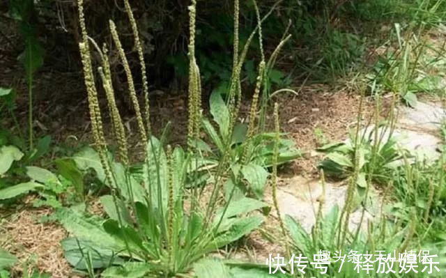 农民们|杂草中的一种草,被称为“救命草”20年前当菜吃,如今有价无市!