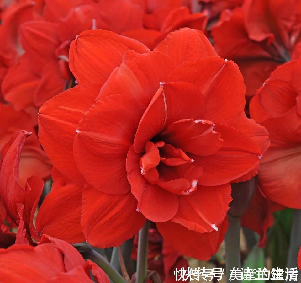 花色|都是朱顶红,洋朱顶红与土朱顶红有何区别?看准这几点不怕认错了